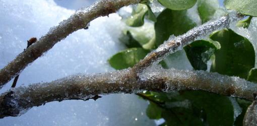 Branch with ice on it.