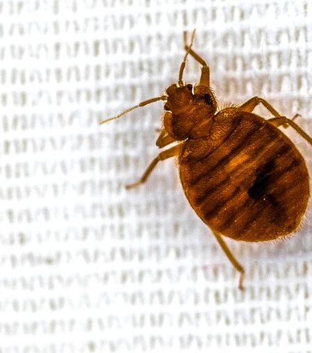 bed bug heater