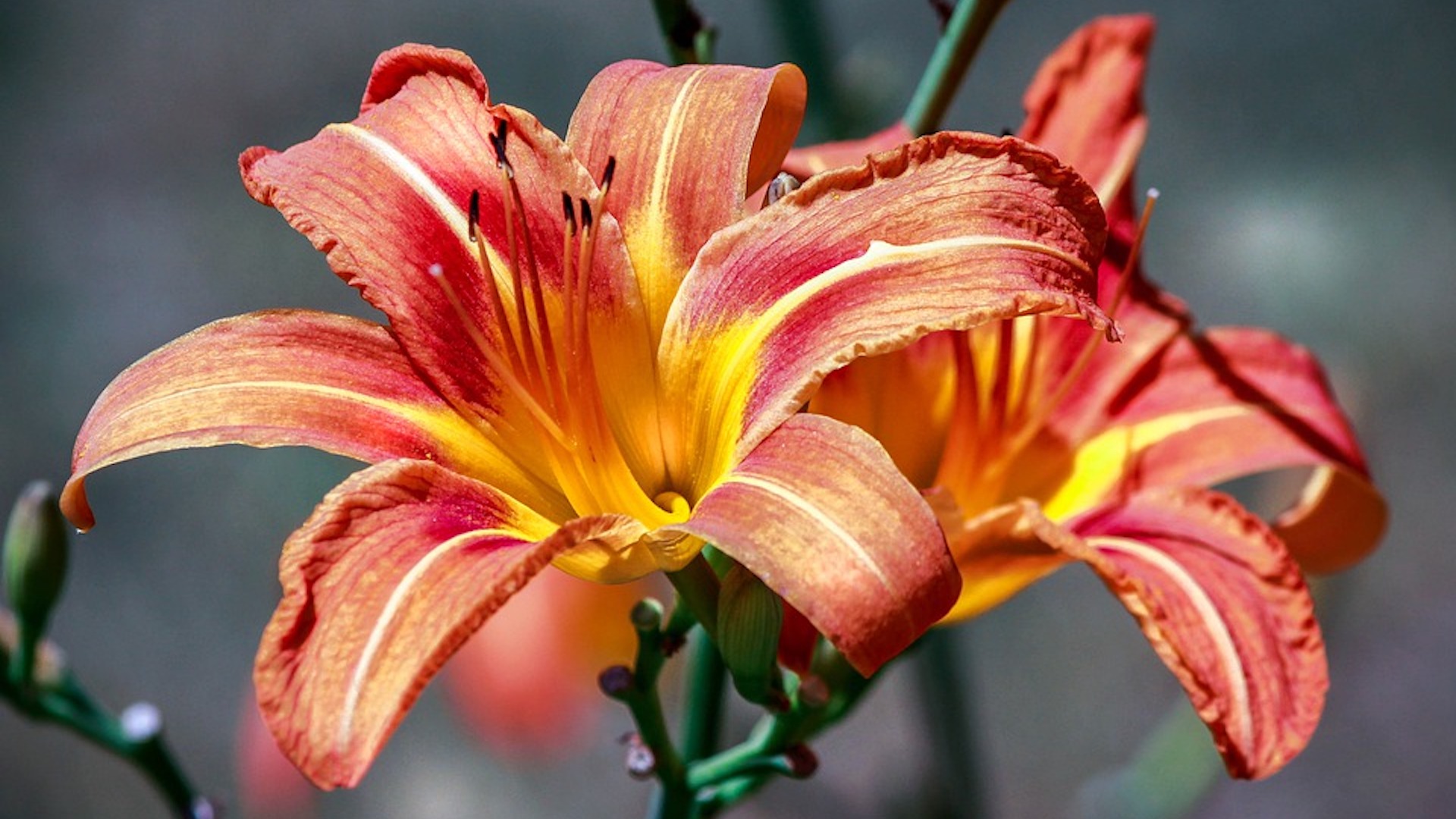daylily