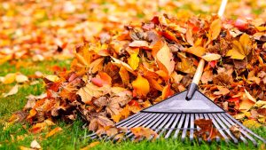 Raking leaves dring autumn