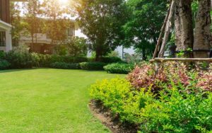 Fresh green Bermuda grass, with a tree and bed of ornamental plants