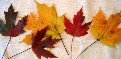 Fall leaves preserved with glycerin