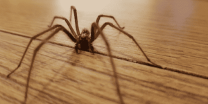Spider in home that needs to be exterminated